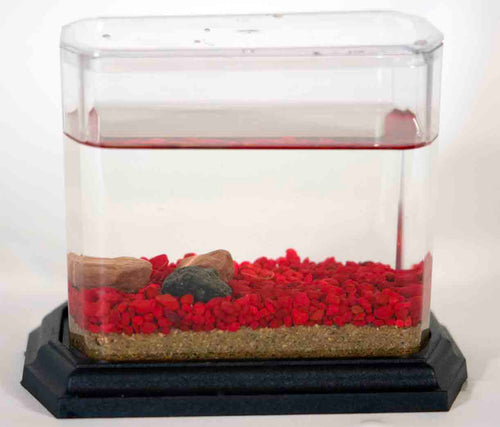 Froggy's Lair Standard BioSphere with Live African Dwarf Frogs